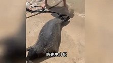 海南网红海豹遭游客围堵，用强光照其眼睛，有人砸石头，当地回应