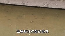 繁殖季节深圳水沟鱼群疯狂产卵，场面极其壮观