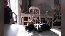 猫咪看着屋子里的东西，一直在叫，样子也太可爱了！