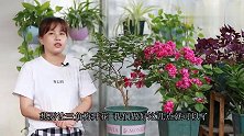三角梅枝繁叶茂却不开花，巧用这几招“催花技”，开花就稳了