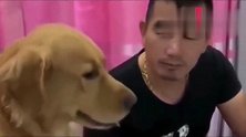 金毛给主人撒娇，主人去亲它，金毛接下来的反应太搞笑了