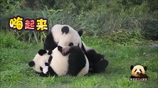 熊猫梦梦和宝贝们在草地上嬉戏打闹，3个萌团子滚在一起画风超萌