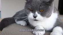 小鹅从小被猫咪养大，每次被欺负都会找猫告状，连狗都不怕