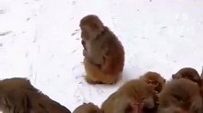 花果山景区因天降大雪，猴子们抱团取暖，一个个都皮不起来了！