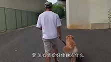 散步途中主人突然消失不见，金毛会啥反应？差点被暖哭了
