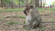 第一次见那么逗的母猴，整天嚷嚷着饿的不行，你已经胖成球了