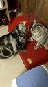 猫：大哥有话好好说，千万别动手啊！