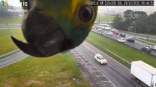 巴西：小顽皮！一只鹦鹉在高速公路的摄像头前玩躲猫猫