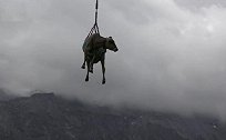 瑞士：12头受伤的奶牛被直升机吊着空运到山脚下