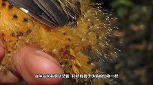 会川剧变脸的鸟，一分钟变出9长脸，简直不敢相信自己的眼睛