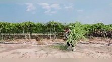 任嘉伦使出看家本领，把甘蔗当成女演员“公主抱”，动作萌翻了！