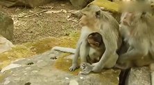 母猴子有了老二忘记老大，小猴子紧紧跟在她身边，却又不知道咋办