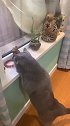 猫：我来看看这啥东西，挺好玩的！