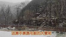 秦岭终南山第4场大雪，两只流浪猫想偷吃鸡，结果流浪狗跑来抢食
