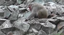 猴子日常 吃吃喝喝 打打闹闹 无聊到想睡觉