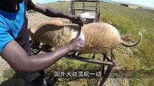 比“屠龙刀”还厉害的高压水枪，老外用来刮鱼鳞，一秒光溜溜！