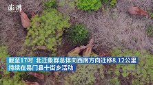 独象离群6天栖身密林内，三地现场指挥部同步运行