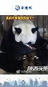 高龄大熊猫珠珠诞下一枚幼仔