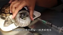 乌龟全身肿胀，像个充气球，主人情急之下用针一扎帮它“放气”！