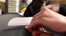 猫咪吃得比我吃得好，想做那个主人的猫了