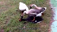 在我面前秀恩爱只有这种下场，大公鹅脚踩公母鸭，服不服？