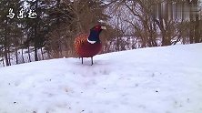 好漂亮的野鸡，浑身油光滑亮，正在雪地里觅食