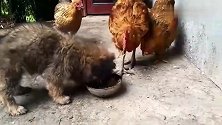 母鸡跟狗狗抢饭吃，护食的狗狗好凶霸着盆就是不让它们吃