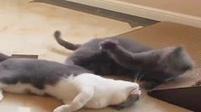 猫妈妈心情不好孩子一靠近就打孩子，心疼小奶猫三秒钟！