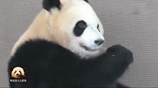 熊猫宝宝静止不动深思10秒钟，最终还是选择当个无忧无虑的吃货