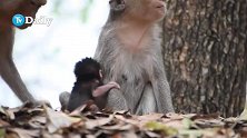 小奶猴唐纳德非常生气，呼喊自己饿了，猴妈妈毫无怜悯之心！