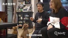 广州小伙无偿2年训练200只流浪狗：狗不是陪衬，应该得到善待