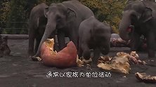 500斤的南瓜扔进大象群中，会发生什么样有趣的事情呢？