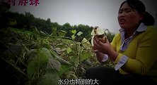 家里的地瓜熟啦，胖妹赶紧给帅表哥送去，回到家大洋吃醋啦