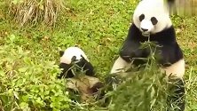 超级调皮的国宝熊猫宝宝，有其母必有其女，看看它都干了啥
