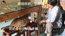 说着不爱猫，却给猫咪做了个猫抓桌腿