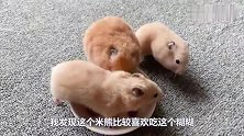 仓鼠一家吃糊糊，爸爸溜达一会回来，食物被吃完了，只能舔食盆