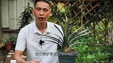 夏季养君子兰，别再用复合肥了，用它根系长得更旺盛