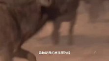 动物：狮子偷袭小野牛，怎料遭到老野牛疯狂追杀