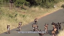 疣猪独自对战12条野狗，面对强敌一点不慌！下一秒意外发生了