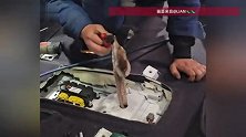 八爪鱼钻车里后消失了，3天都找不到车主崩溃拆车，拆开瞬间“师傅差点吐了”