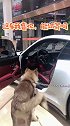 给富贵买车，没想到又la人家店里了，这下走不了了，有人要吗？ 阿拉斯加  傻狗的日常  李富贵