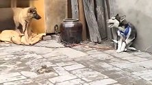 城市的二哈回到农村，被中华田园犬吓怂了