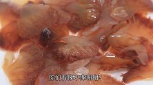 老妹嘴馋，花30块钱买了一斤“海蜇爪”，一口一个，太过瘾了