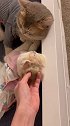 猫猫柿饼脸了解一下猛男必看