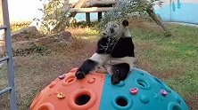 熊猫：听着悦耳动听的音乐，吃着嘎脆香甜的笋笋！