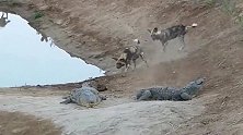 实拍：企图围捕鳄鱼的野狗！