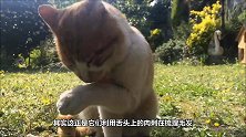 猫咪被人开价30万购买，只因身上有一处和人相似，一看果真如此