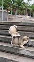 没想到阿拉斯加犬也懂探戈，探戈就是趟着走，一步一跟头