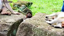 “温柔”的母猴怎么这般对待小猴呢，小猴做错了什么？