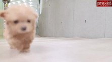 一只超小的狗狗，蹦跶蹦跶跟在人后面，也太可爱了吧！